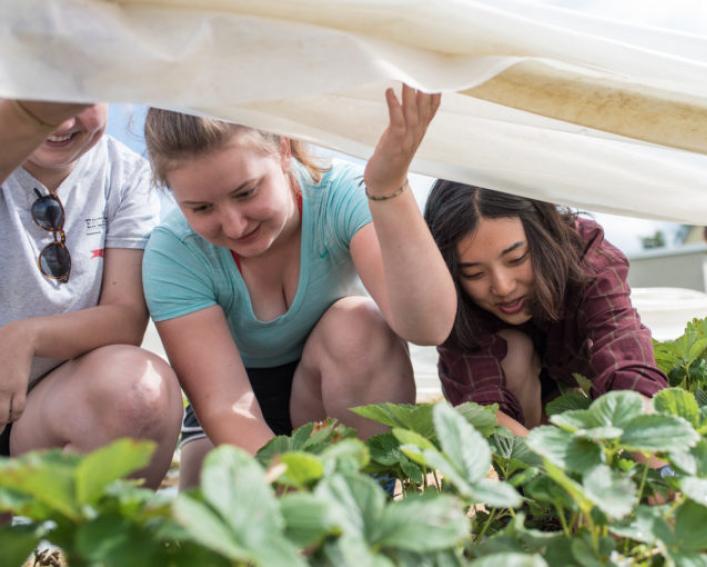 three people examining plants under a plastic covering