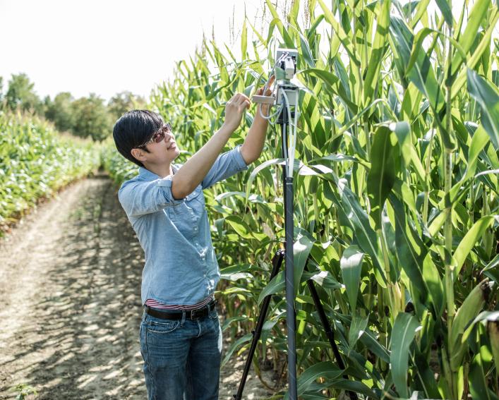 women standing beside tall corn plants