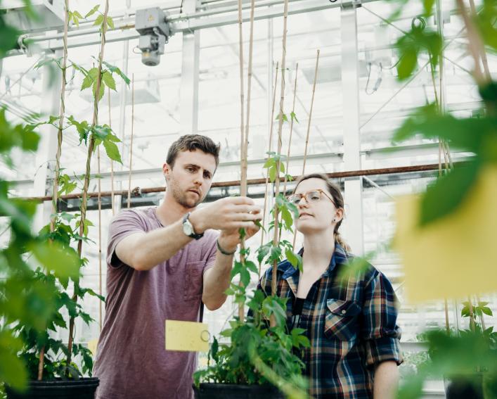 two students working with hemp in greenhouse