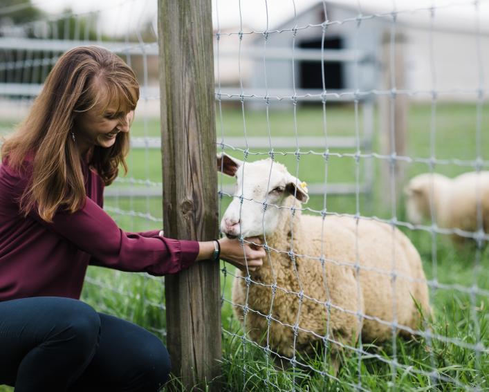 A faculty member tends to a sheep.