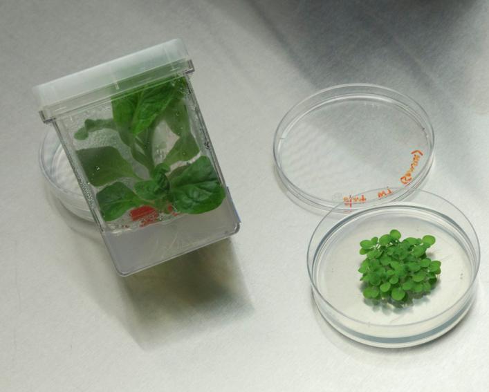 plants in biotech experiment