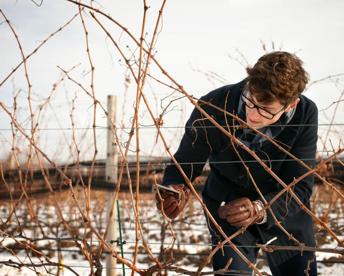 man in dark coat examining grapevines