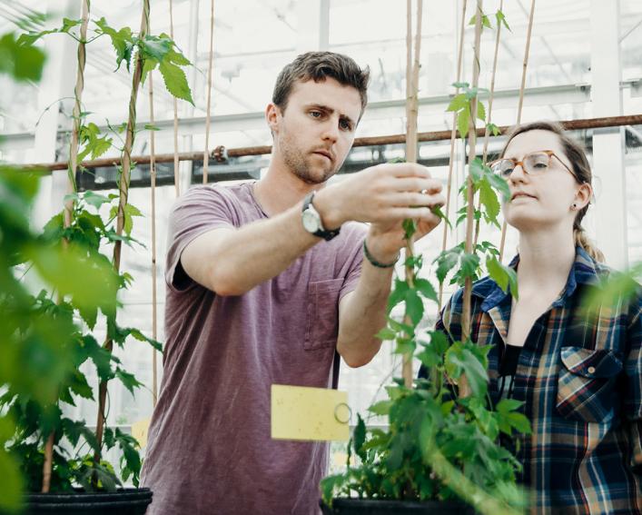 grad students examining hops plants in greenhouse