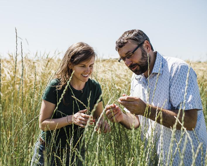 graduate student and professor looking at seedheads in field of perennial grain