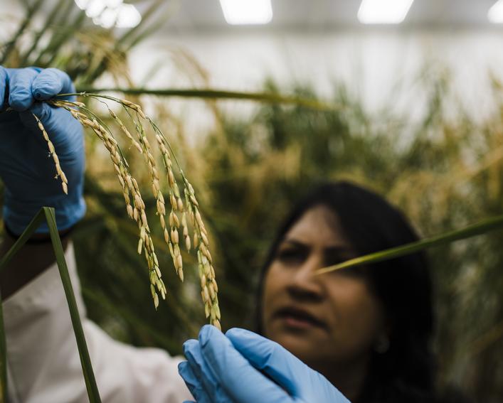 grad student examining rice seed head