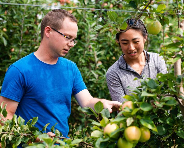 Male and female graduate students examine apples for disease.