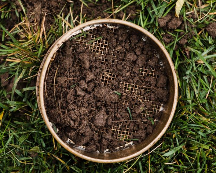 soil sample in a sieve on grass