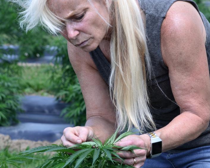 Carlyn Buckler examining hemp plant