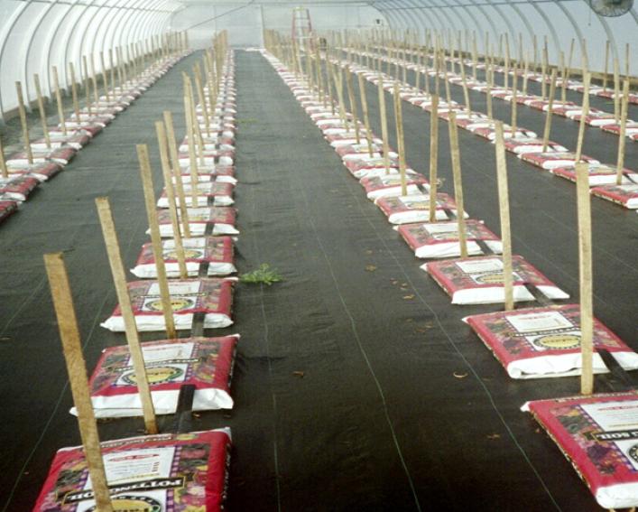 high tunnel full of bagged tomatoes