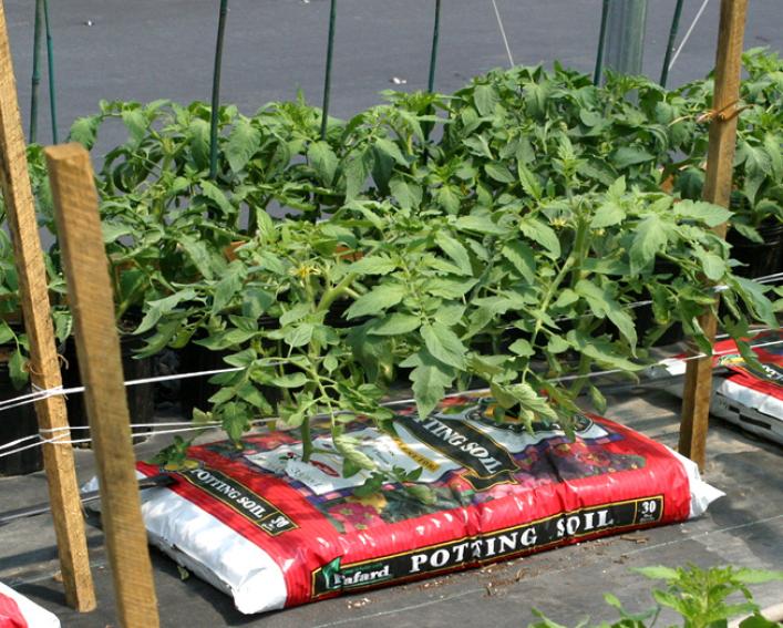 tomato plants in bag of potting soil