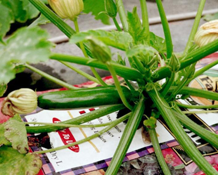 zucchini in bag