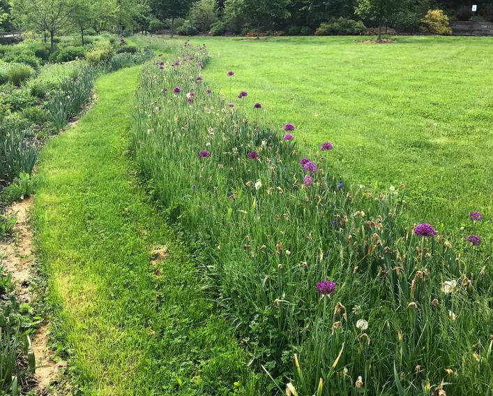 purple allliums flowering in planting along the bioswale
