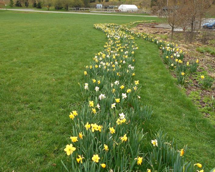 bioswale later in the season when daffodils dominate