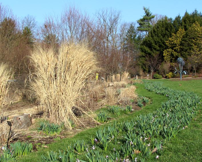 early-season planting along bioswale at Cornell Botanic Garden