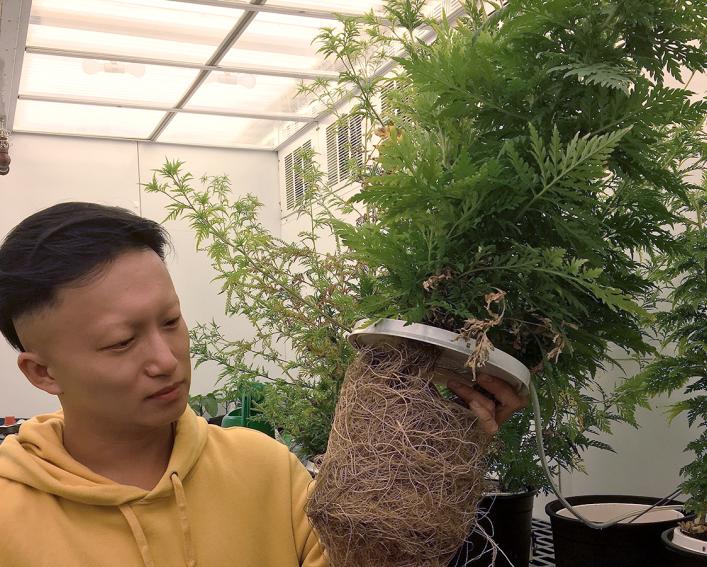 liang cheng in growth chamber holding common ragweed with roots exposed