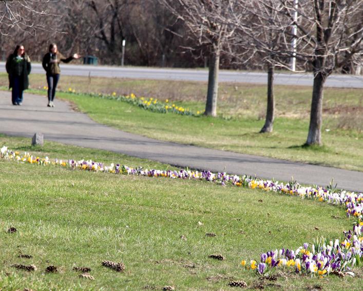 A sweep of early-season flower bulbs sprout from the lawn adjacent to a park walkway
