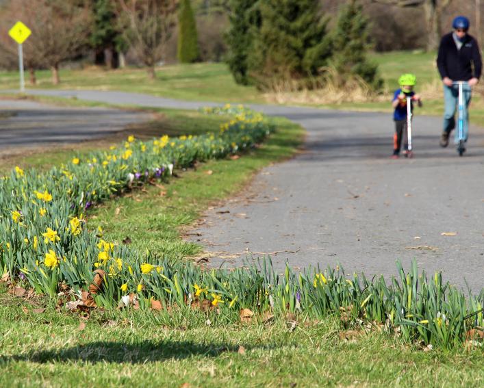 bulb strip between path and road south of the golf course