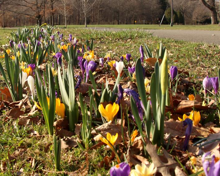 Close-up of early-season bulbs near the entrance to Stewart Park