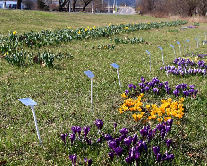 bulb test plots south of Ithaca Children's Garden