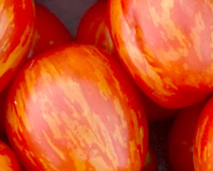 cherry ember tomatoes