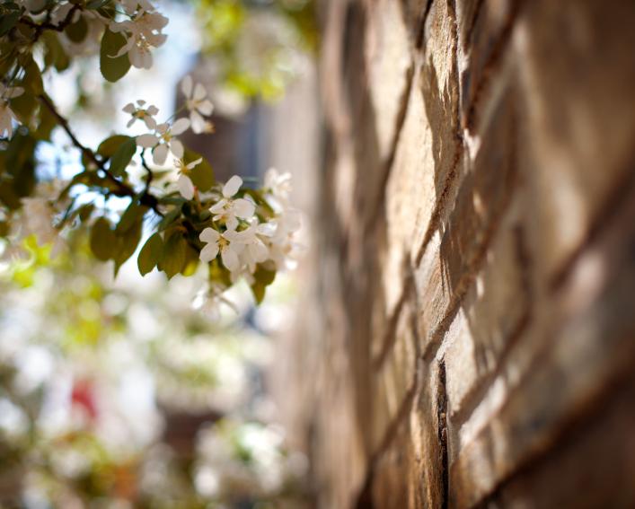Cherry blossoms outside near a brick wall.