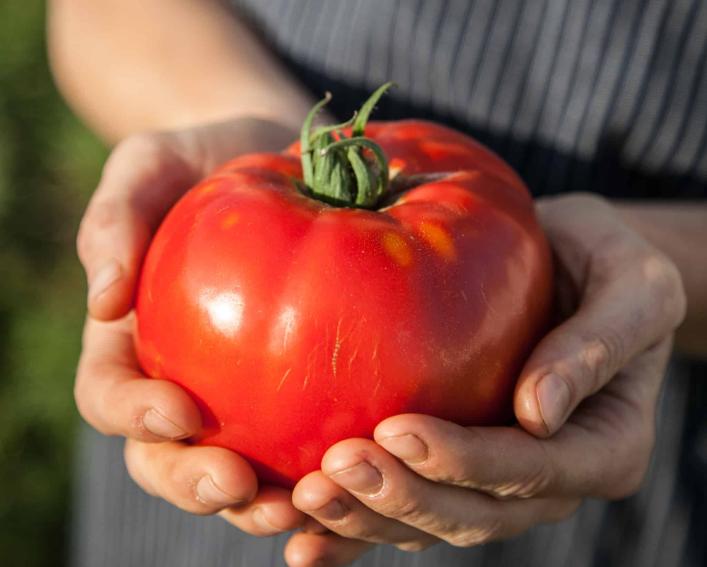 brandywise tomato