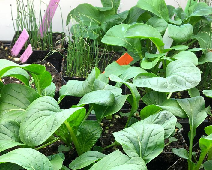 transplants growing under lights