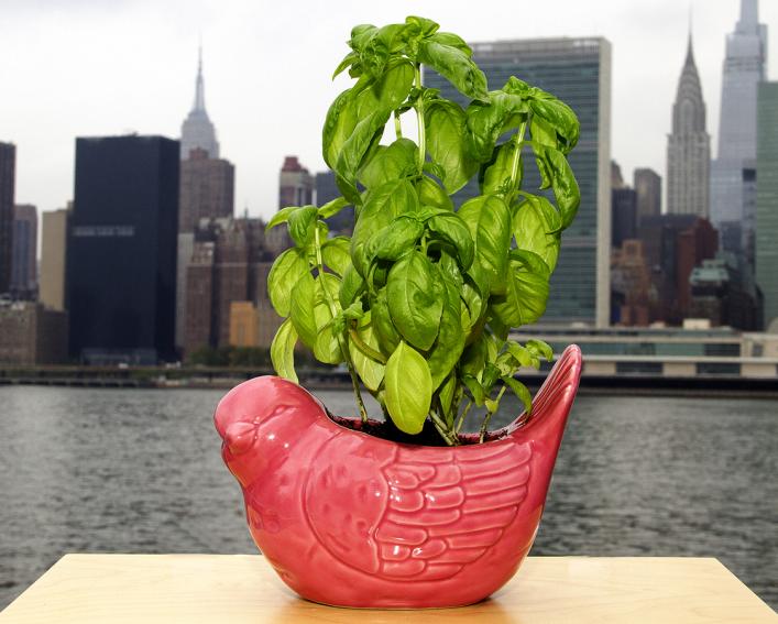 Basil in a cute birdie pot with New York City skyline in the background