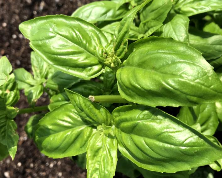 healthy green top leaves of basil plant