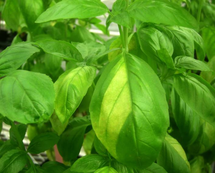yellowish basil leaves