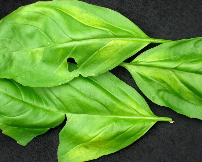basil leaves with interveinal yellowing