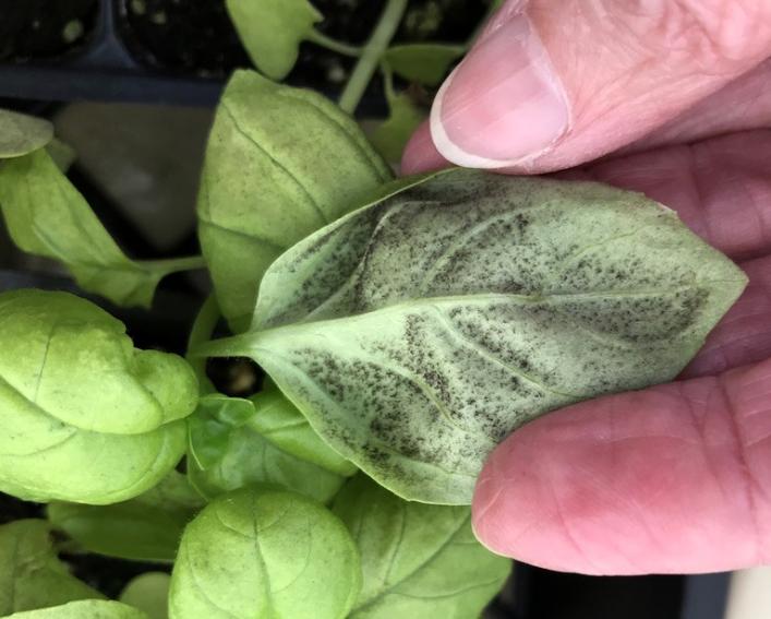 Dusty dark brown spots along underside of basil leaves