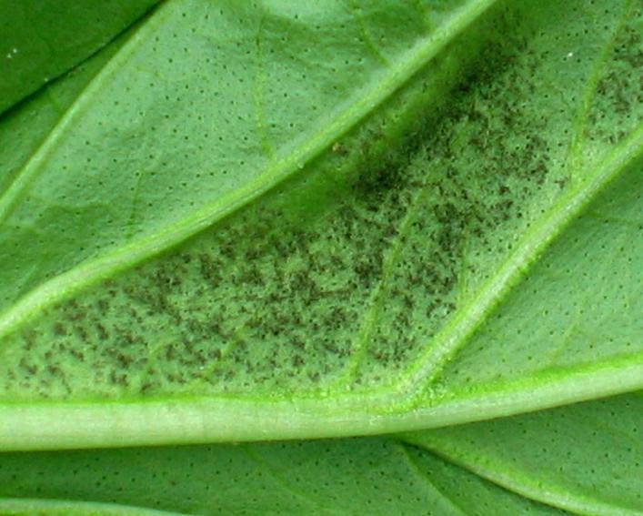 dark brown spores on the underside of a basil leaf