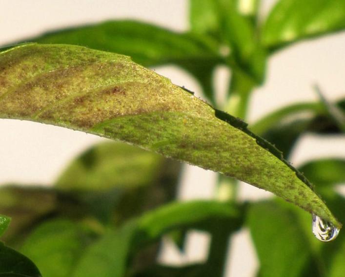 drop of moisture at the tip of an infected basil leaf