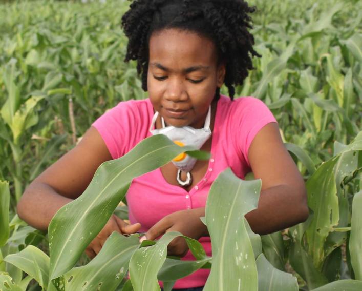 A woman kneels in a maize field to examine a plant
