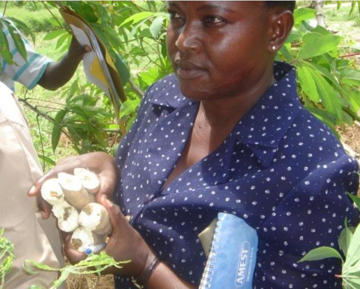 Kiddo Mtunda holds cassava plant