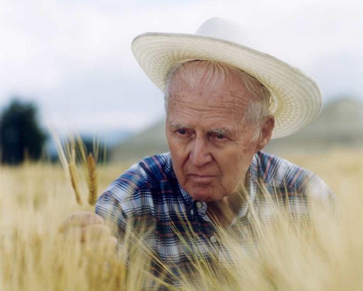 Norman Borlaug crouches in a wheat field as he examines a plant