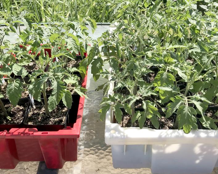 tomato seedlings in bins