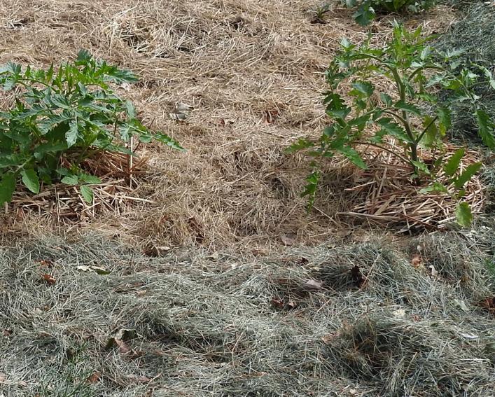 young tomato plants mulched with straw