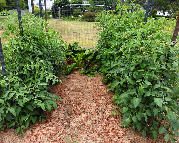 trellised tomato plants