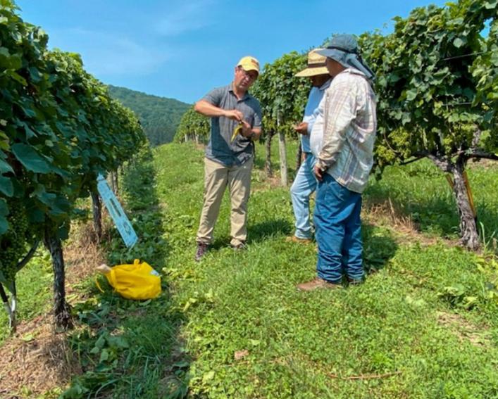 Three men in an vineyard