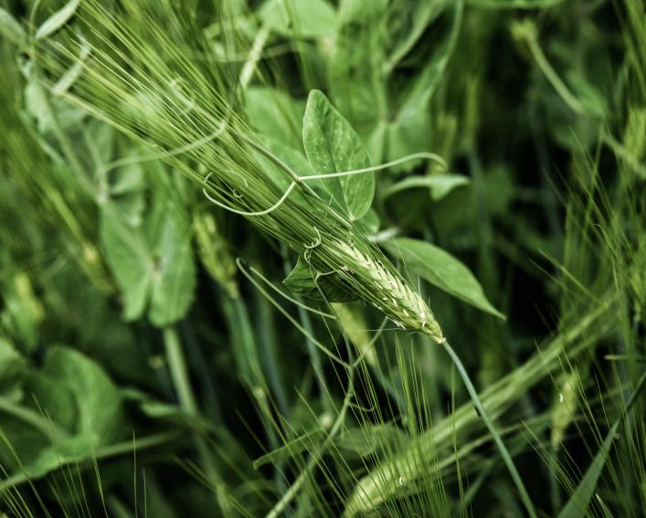 close up of malting barley
