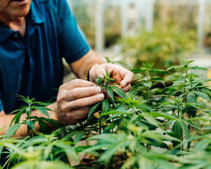 plant breeder examining hemp plants in greenhouse 