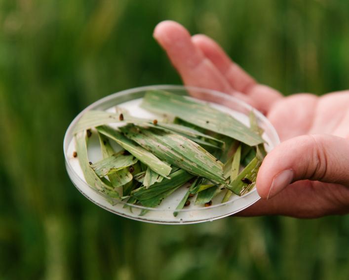 cereal leaf beetle in petri dish