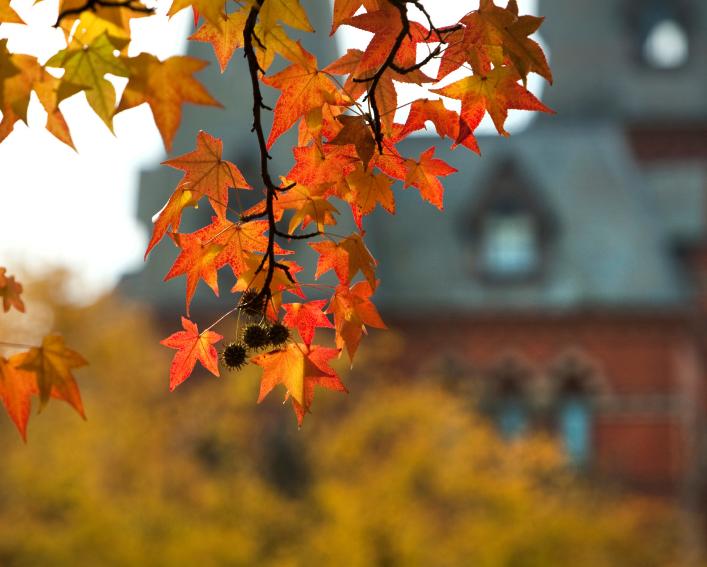 In focus, red and orange leaves hang from a tree with Sage Hall in the background