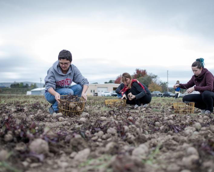 Three students work on a potato farm