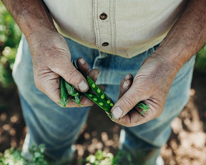 A man holds a bean pod.