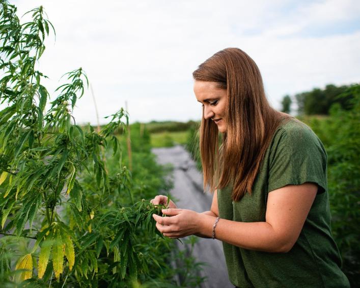 Woman examines in hemp in field.