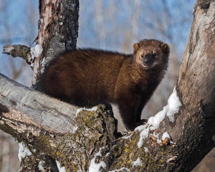 A fisher cat in a tree