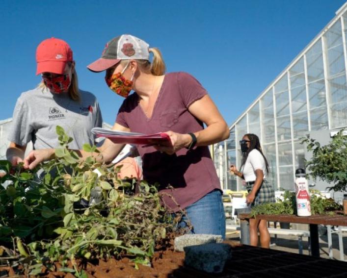 cunningham inspecting plants outside greenhouse
